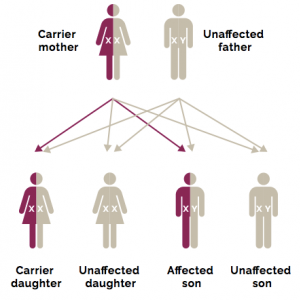 Muscular dystrophy, DMD gene testing | RMI